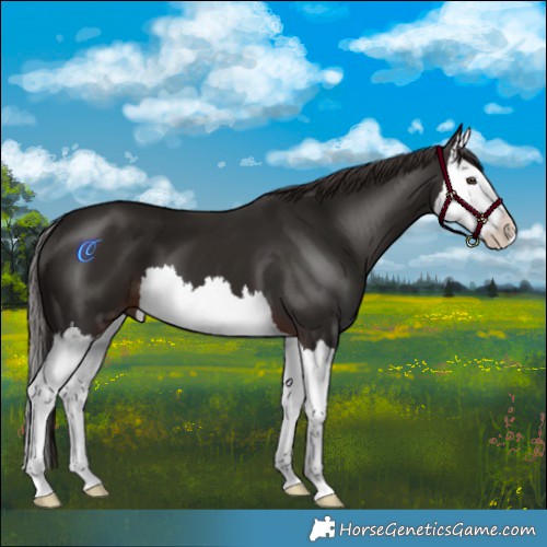 Horse Color:Liver Chestnut Splash 