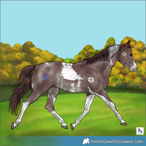 Horse Color:Chocolate Black Sabino Tobiano Rabicano 