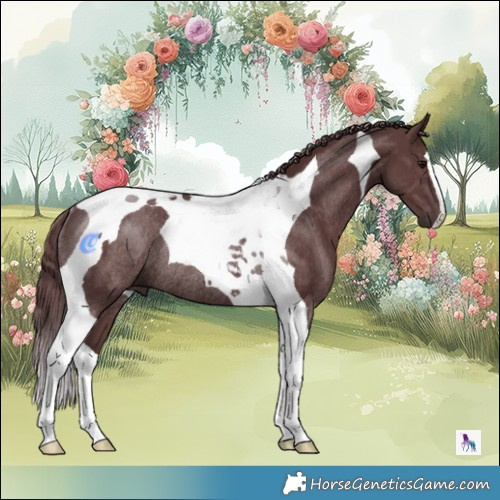 Horse Color:Chocolate Black Tobiano Rabicano 