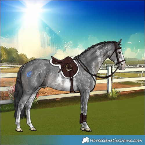 Horse Color:Black Sabino Rabicano 