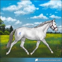 Horse Color:Sable Champagne Sabino