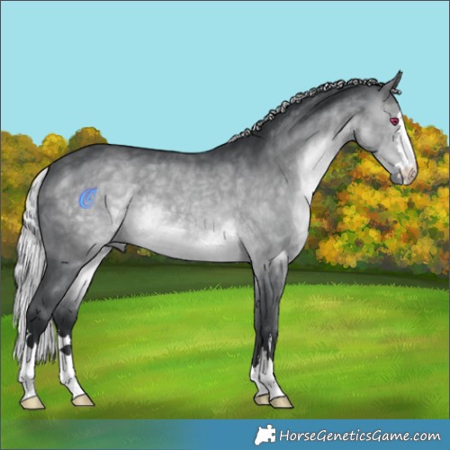 Horse Color:Silver Brown Chinchilla 