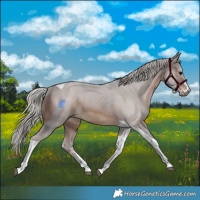 Horse Color:Silver Brown Tobiano