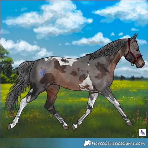 Horse Color:Brown Merle Tobiano 