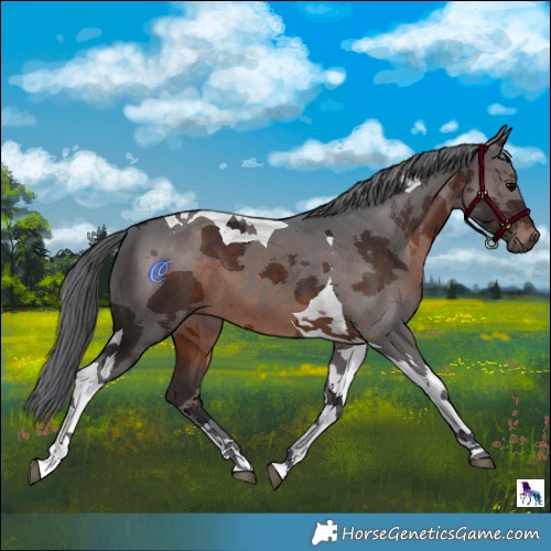 Horse Color:Brown Merle Tobiano 