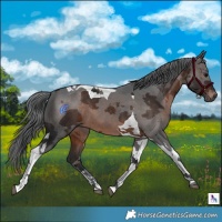 Horse Color:Brown Merle Tobiano 