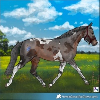 Horse Color:Brown Merle Tobiano 