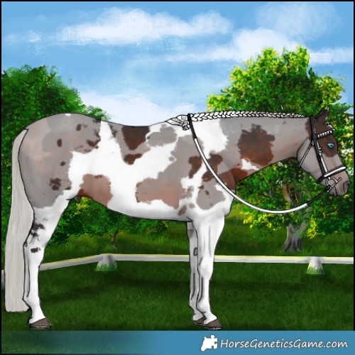 Horse Color:Silver Brown Merle Tobiano 