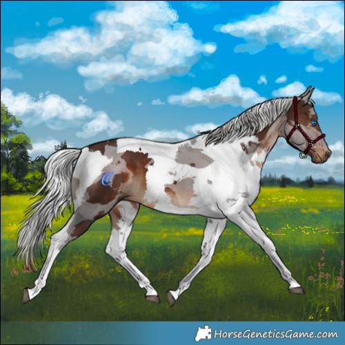 Horse Color:Silver Brown Merle Tobiano 