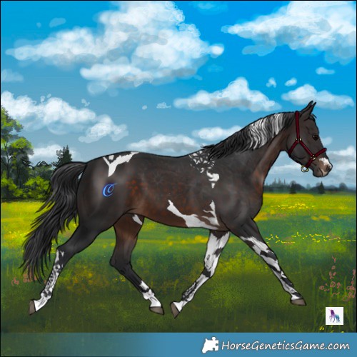 Horse Color:Brown Tobiano 