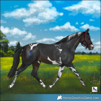 Horse Color:Brown Tobiano