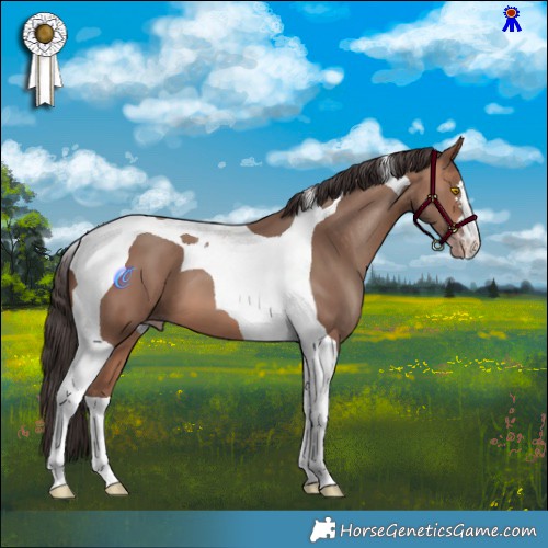 Horse Color:Sable Champagne Tobiano 