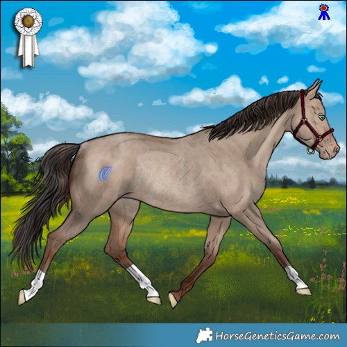Horse Color:Sable Champagne Dun Rabicano 