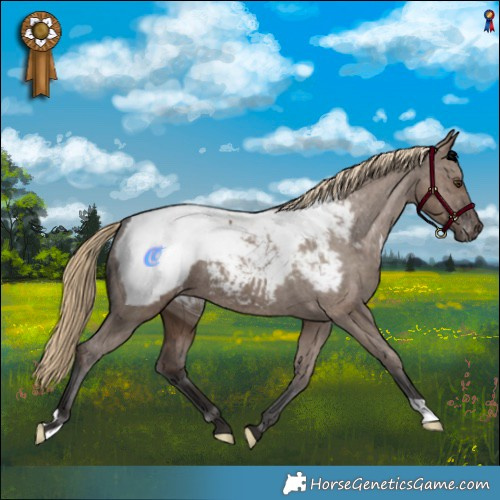 Horse Color:Liver Red Dun Appaloosa Brindle 