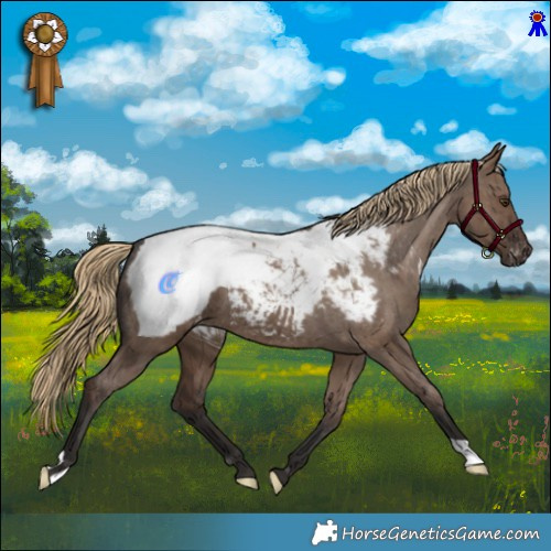 Horse Color:Liver Red Dun Appaloosa Brindle 