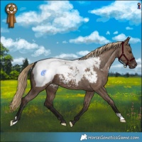 Horse Color:Liver Red Dun Snowcap Brindle 