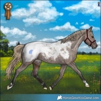 Horse Color:Liver Red Dun Appaloosa Brindle