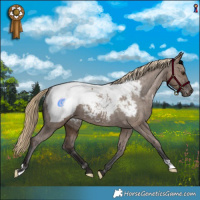 Horse Color:Liver Red Dun Appaloosa Brindle 