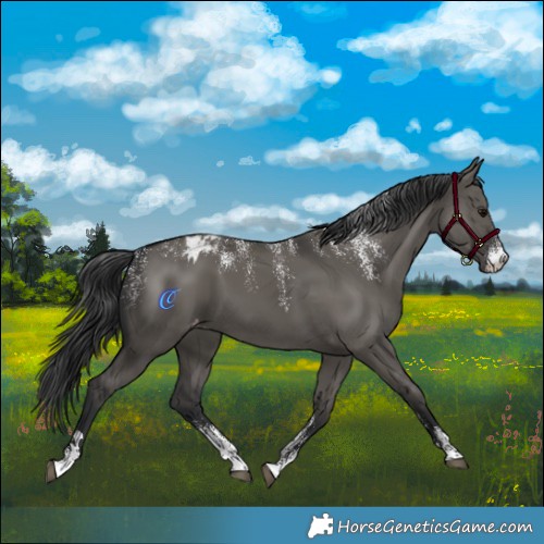 Horse Color:Powder White Grullo Appaloosa 