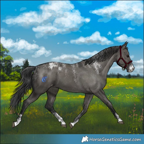 Horse Color:Powder White Grullo Appaloosa 