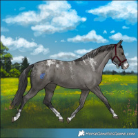 Horse Color:Powder White Grullo Blanket 