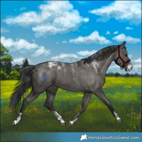 Horse Color:Powder White Grullo Appaloosa 