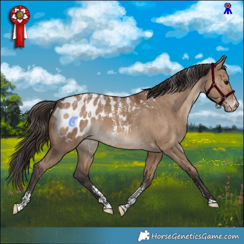 Horse Color:Powder White Brown Dun Appaloosa Brindle 