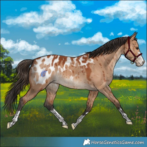 Horse Color:Bay Dun Appaloosa Brindle 