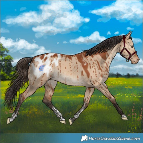 Horse Color:Powder White Bay Dun Appaloosa Brindle 