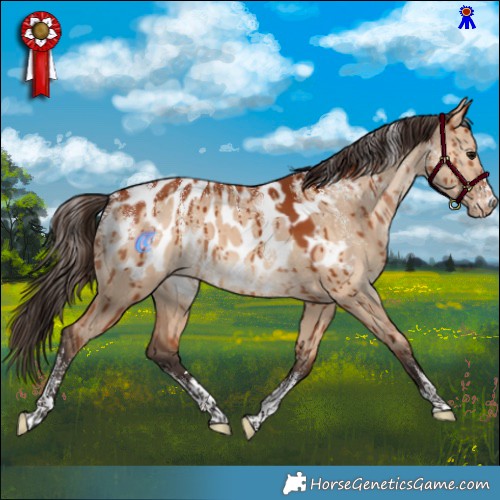 Horse Color:Powder White Bay Dun Appaloosa Brindle 
