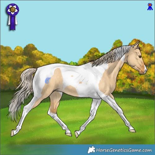 Horse Color:Palomino Dun Tobiano
