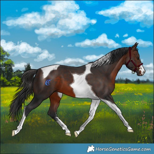 Horse Color:Brown Tobiano 