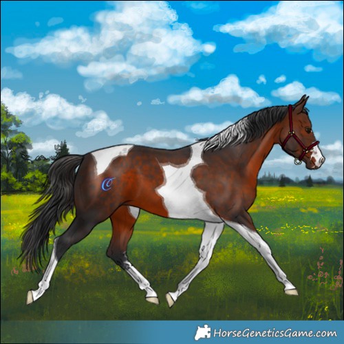Horse Color:Brown Tobiano