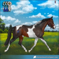Horse Color:Brown Tobiano 