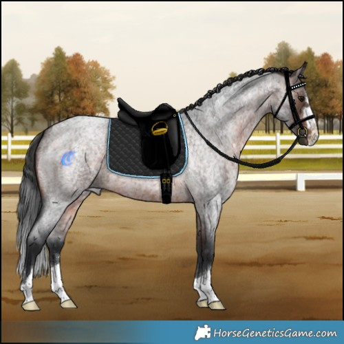 Horse Color:Brown Roan 