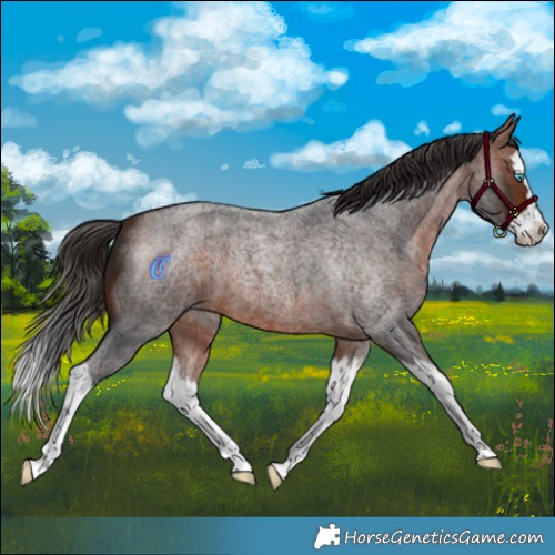 Horse Color:Bay Roan Splash 