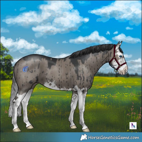 Horse Color:Grullo Sabino Splash Brindle 