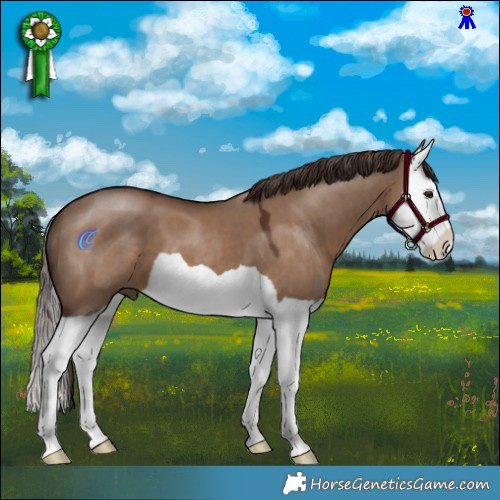 Horse Color:Liver Red Dun Splash 