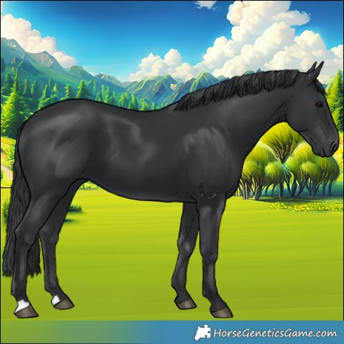 Horse Color:Black 