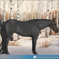 Horse Color:Black 