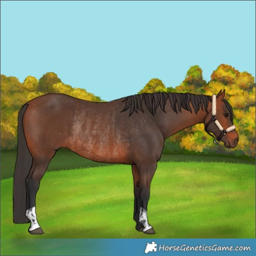 Horse Color:Bay Rabicano and Bay Rabicano