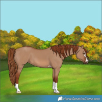 Horse Color:Red Dun 