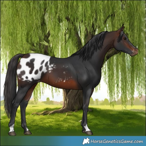 Horse Color:Brown Appaloosa 