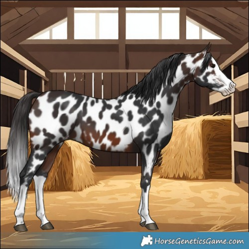 Horse Color:Brown Splash Near Leopard 