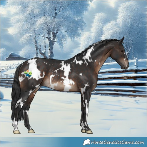 Horse Color:White Spotted Brown Rabicano 