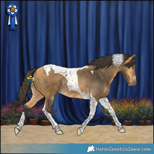 Horse Color:Buckskin Tobiano Rabicano 