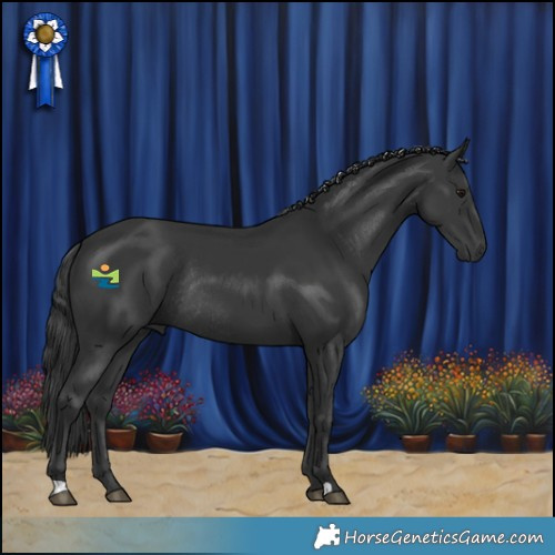 Horse Color:Black Rabicano 