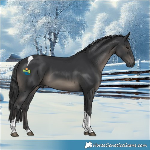 Horse Color:Black Tobiano Rabicano 