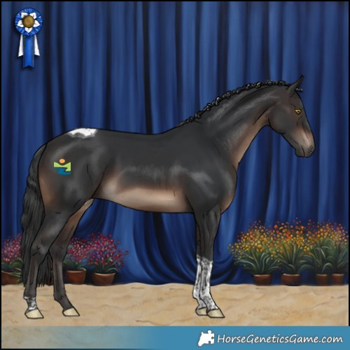 Horse Color:Brown Tobiano 