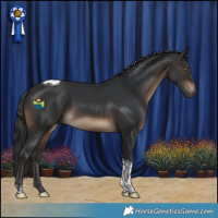 Horse Color:Brown Tobiano 